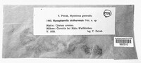 Mycosphaerella cirsii-arvensis image
